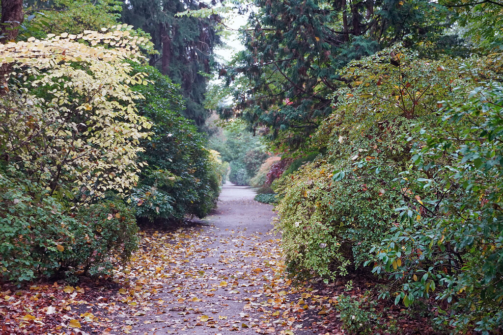 Herbstlicher Weg im Forstbotanischen Garten in Köln-Rodenkirchen (2021)