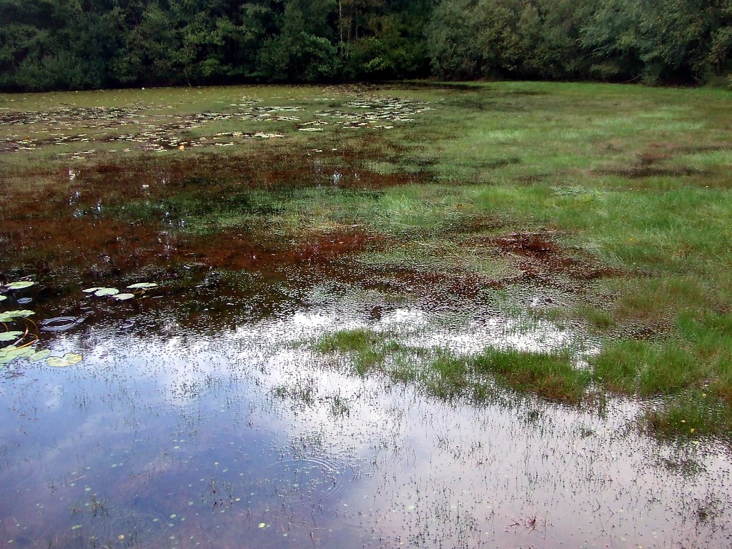 Sumpfbinsenflur in einem verlandenden Teich im Lohmarer Wald (2013)