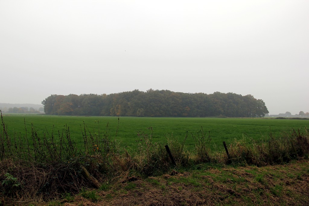 Waldstück nördlich des Bossenhofs in Uedemerbruch (2012).