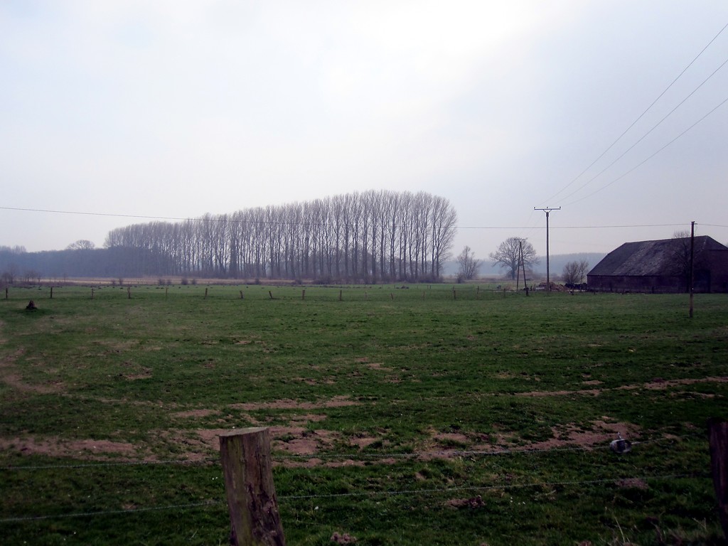 Baumreihe und Grünlandflächen in Uedemerbruch (2011)