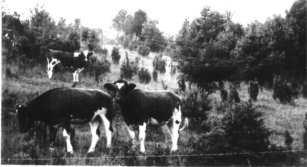 Historische Aufnahme von 1939: Nutzung der Wacholderheide Heidekopf in der Gemarkung Kelberg-Zermüllen als Viehweide.
