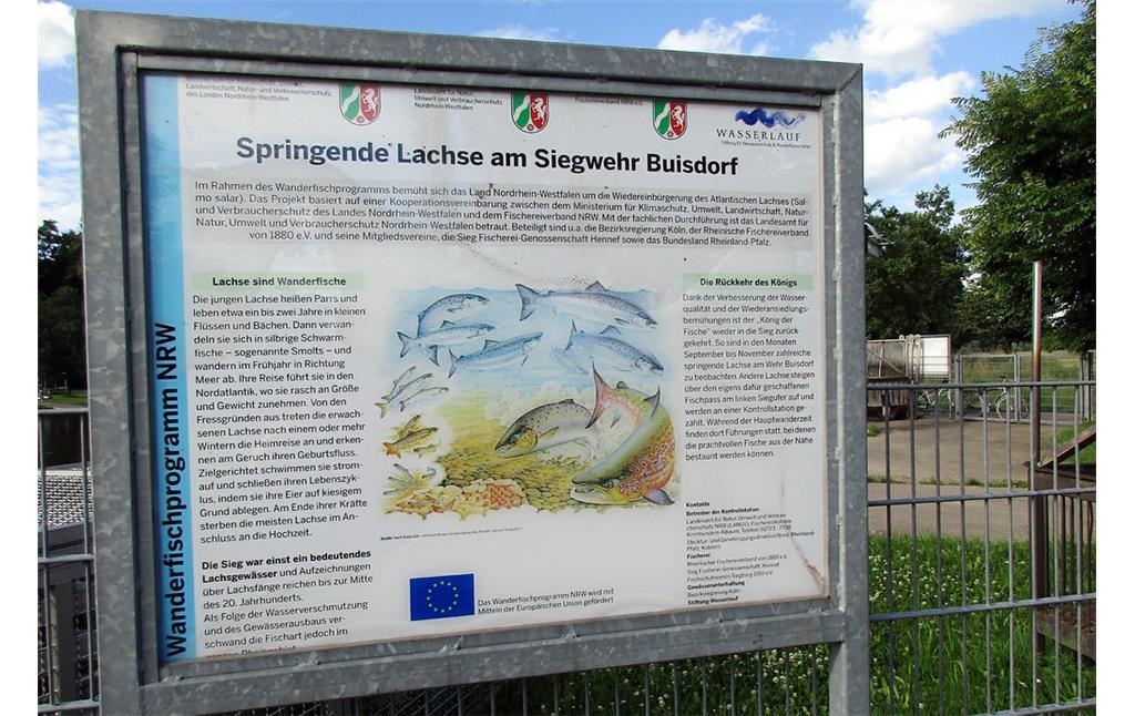 Tafel mit Erläuterungen zur Fischtreppe / Fischpass und Kontrollstation für Wanderfische am Siegwehr Buisdorf bei Sankt Augustin-Buisdorf (2016).