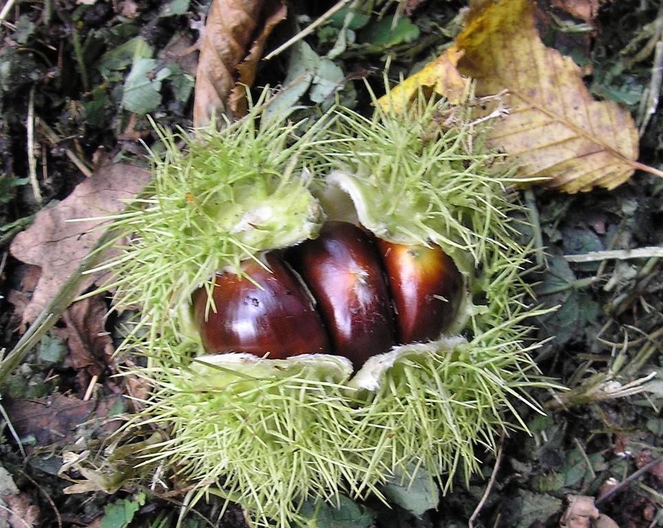 Kastanienfrüchte (Maronen) der zu den Buchengewächsen (Fagacea) zählenden Edel- oder Esskastanie (Castanea sativa)