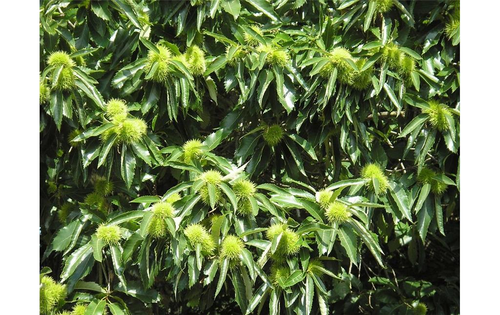 Teilansicht eines zu den Buchengewächsen (Fagacea) zählenden Edel- oder Esskastanienbaumes (Castanea sativa)