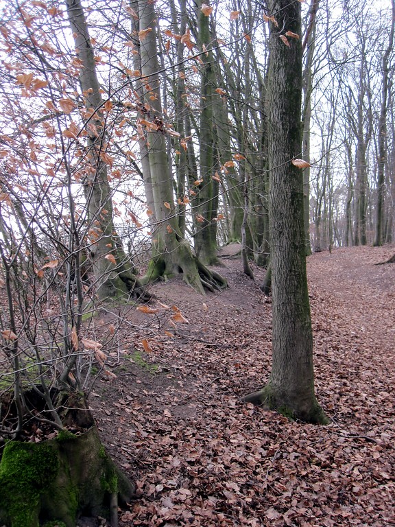 Landwehr als Grenze des Reichswaldes in Bedburg-Hau (2012)