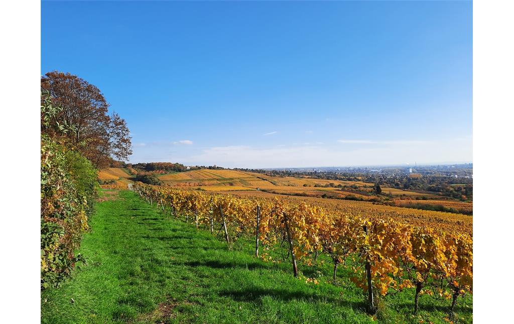 Blick aus der Weinlage Frauensteiner Herrnberg auf die Lagen Schiersteiner Herrnberg und Hölle im Hintergrund (2020)