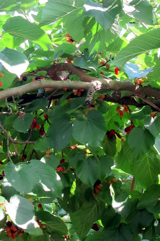 Ein Ast des fruchtenden Maulbeerbaumes im Abteipark Brauweiler (2013).