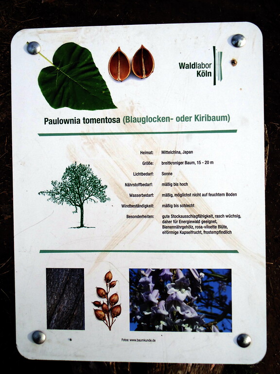 Informationstafel zum Blauglockenbaum im Waldlabor im Stadtwald in Köln-Junkersdorf (2021).