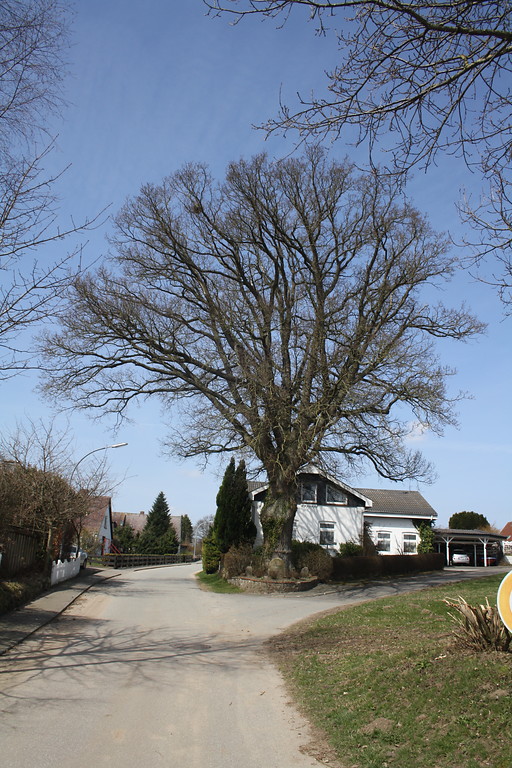 Friedenseiche in Klein Wittensee südlich der ehemaligen Schule (2013)