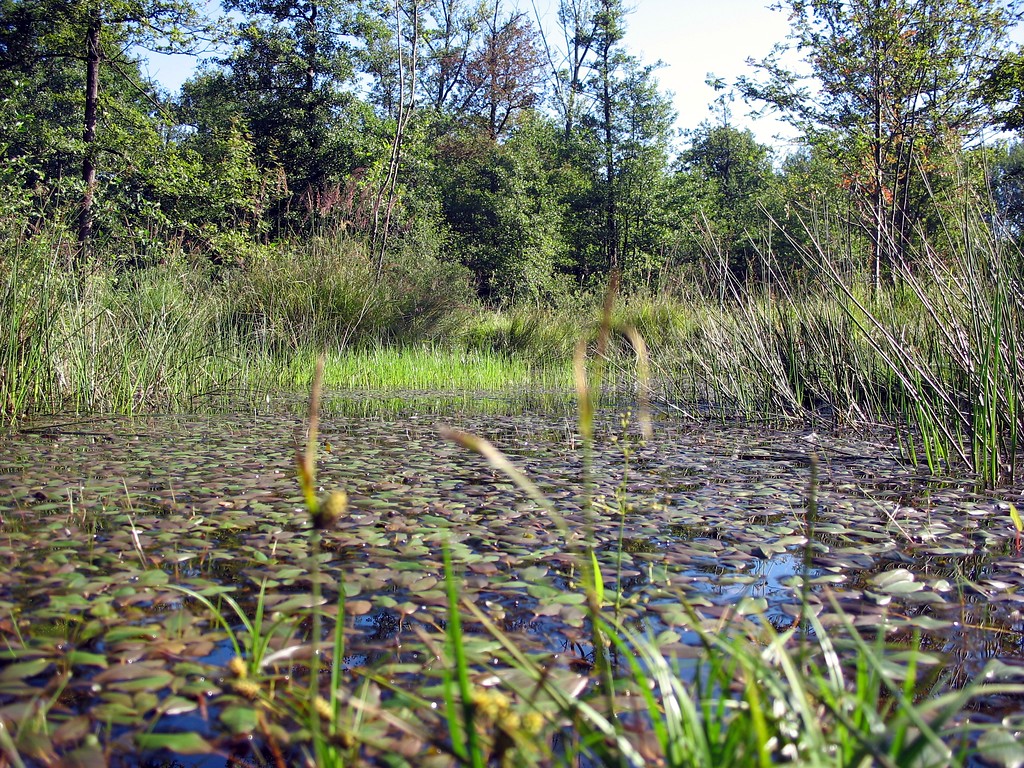 Gewässer in der Ohligser Heide (2008)
