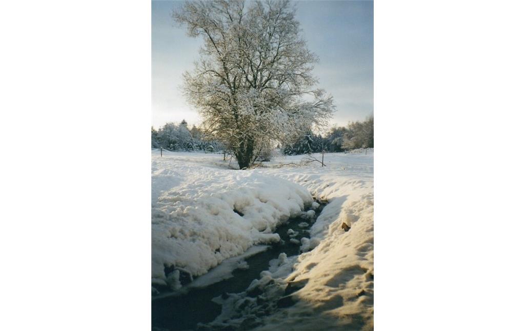 Der Mackenbach im Winter (2002)