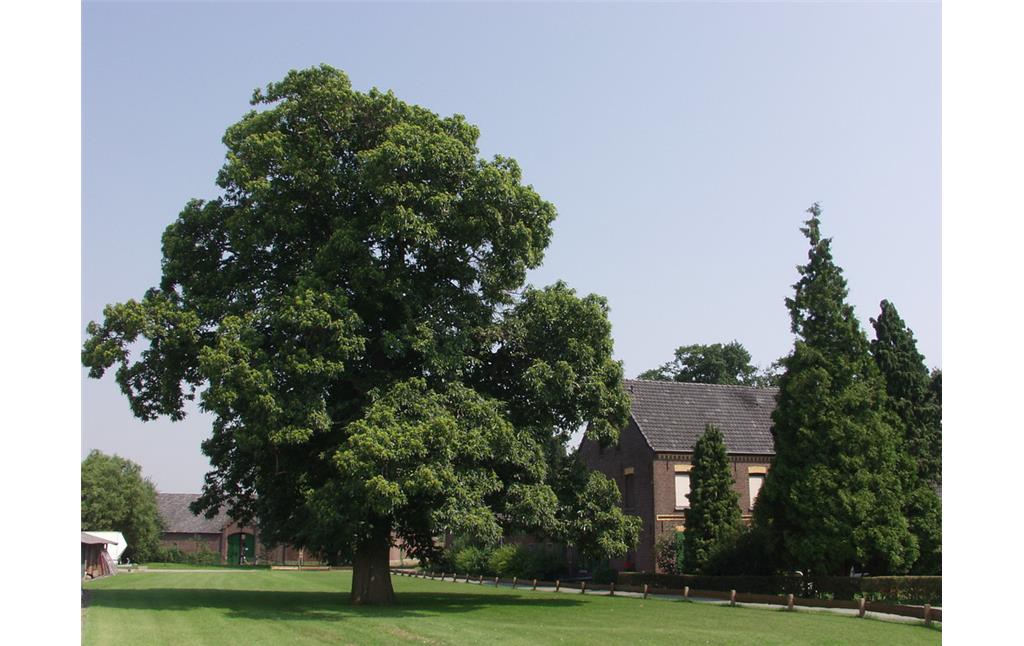 Esskastanie als Hausbaum in Straelen-Auwel-Holt (2002)