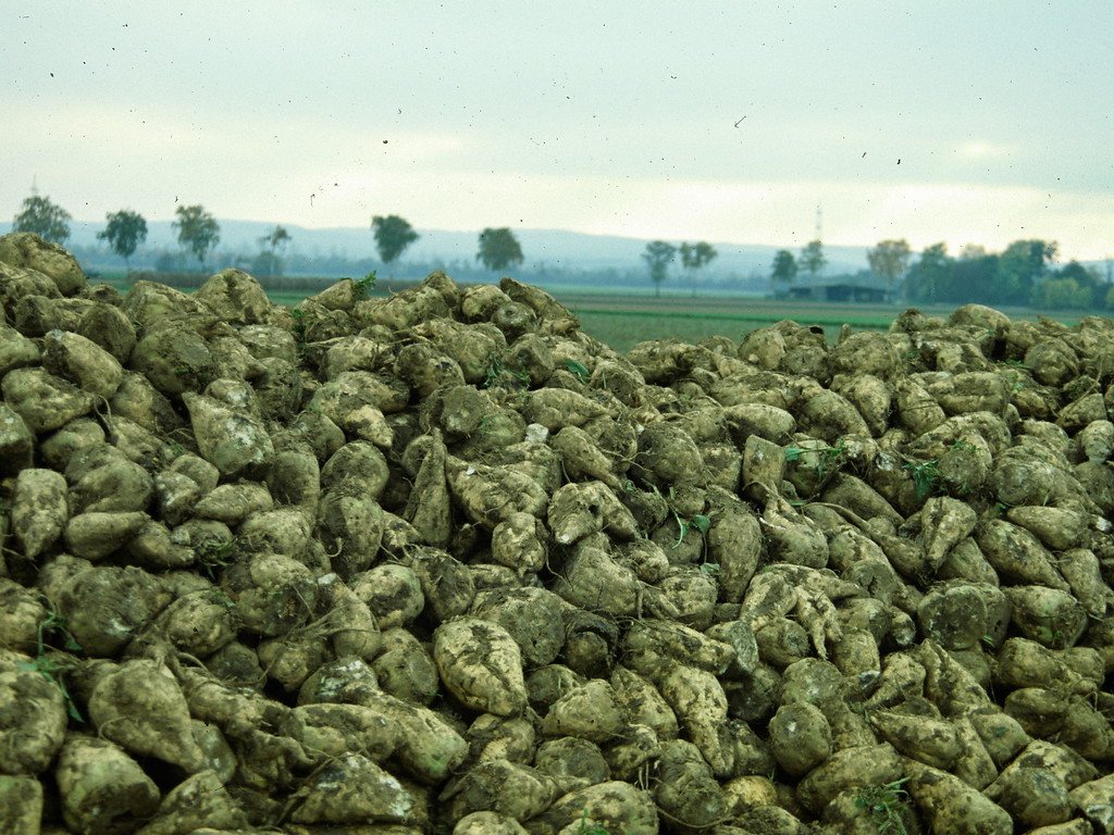 Am Rand eines Ackers nördlich von Rheinbach gelagerte Zuckerrüben nach der Ernte (2006)