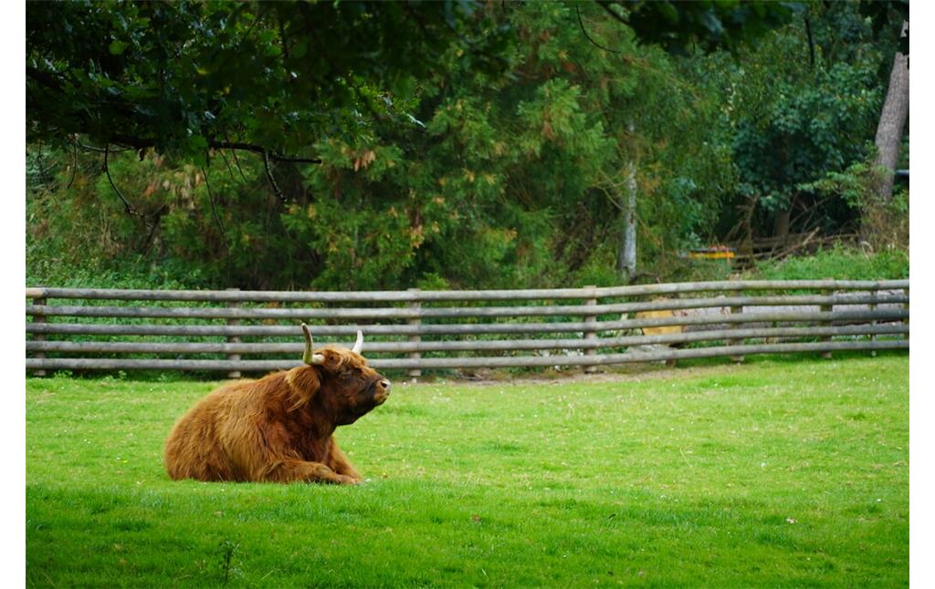 Ein schottisches Hochlandrind entspannt sich im Lindenthaler Tierpark (2021).