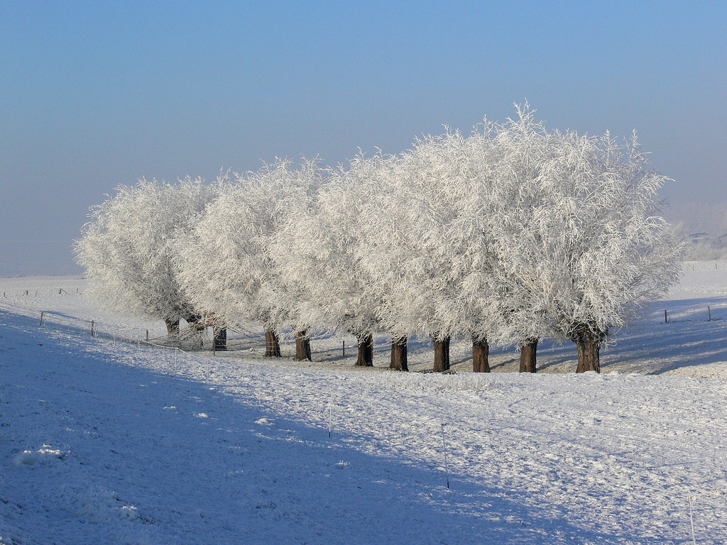Kopfweiden im Winter bei Kleve-Salmorth (2016).