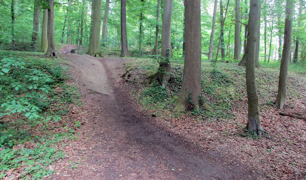Im Gelände noch gut erkennbare Vertiefungen der ehemaligen Fischteiche der Abtei Brauweiler im Königsdorfer Wald, heute als Mountain-Bike-Strecke genutzt (2019).