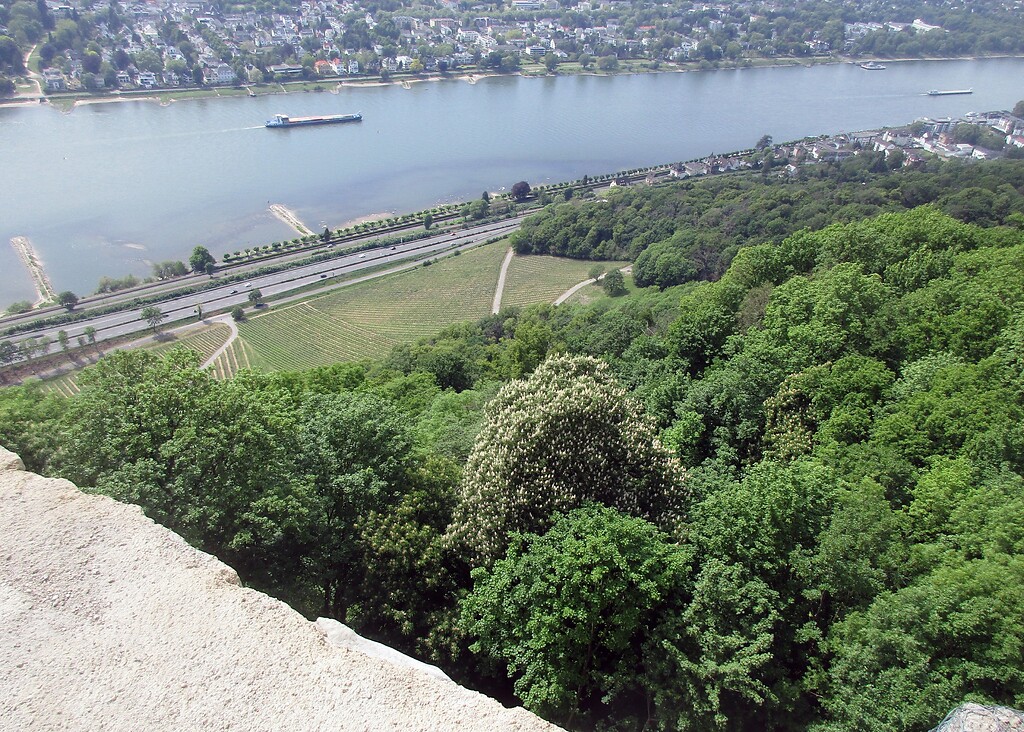 Blick in Richtung des Rheins auf einen Hang unmittelbar unter der Burgruine Drachenfels, der als "Rutsche" für den Abtransport der im dortigen Steinbruch gebrochenen Blöcke genutzt wurde (2020).
