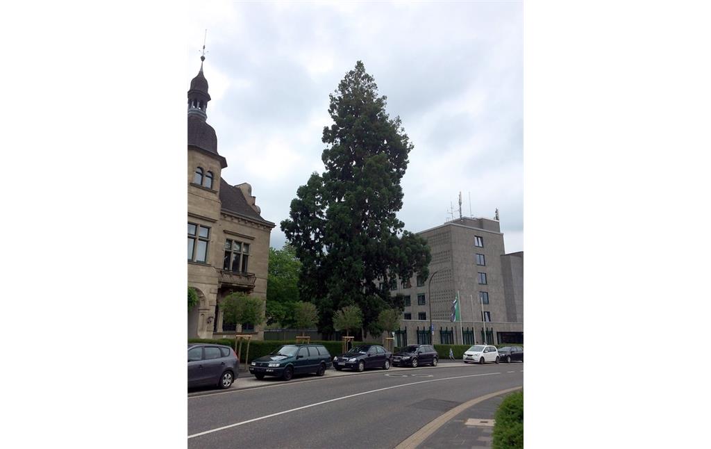 Mammutbaum vor der Kreisverwaltung in Ahrweiler (2018).