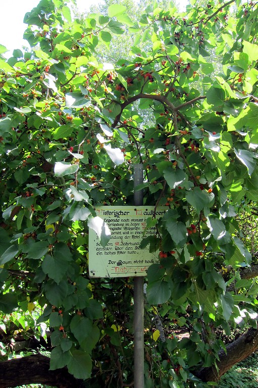 Der fruchtende Maulbeerbaum im Abteipark Brauweiler mit einem erläuternden Hinweisschild zum Baum (2013).