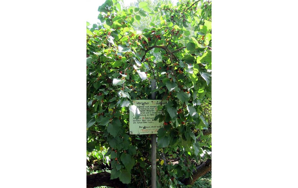 Der fruchtende Maulbeerbaum im Abteipark Brauweiler mit einem erläuternden Hinweisschild zum Baum (2013).