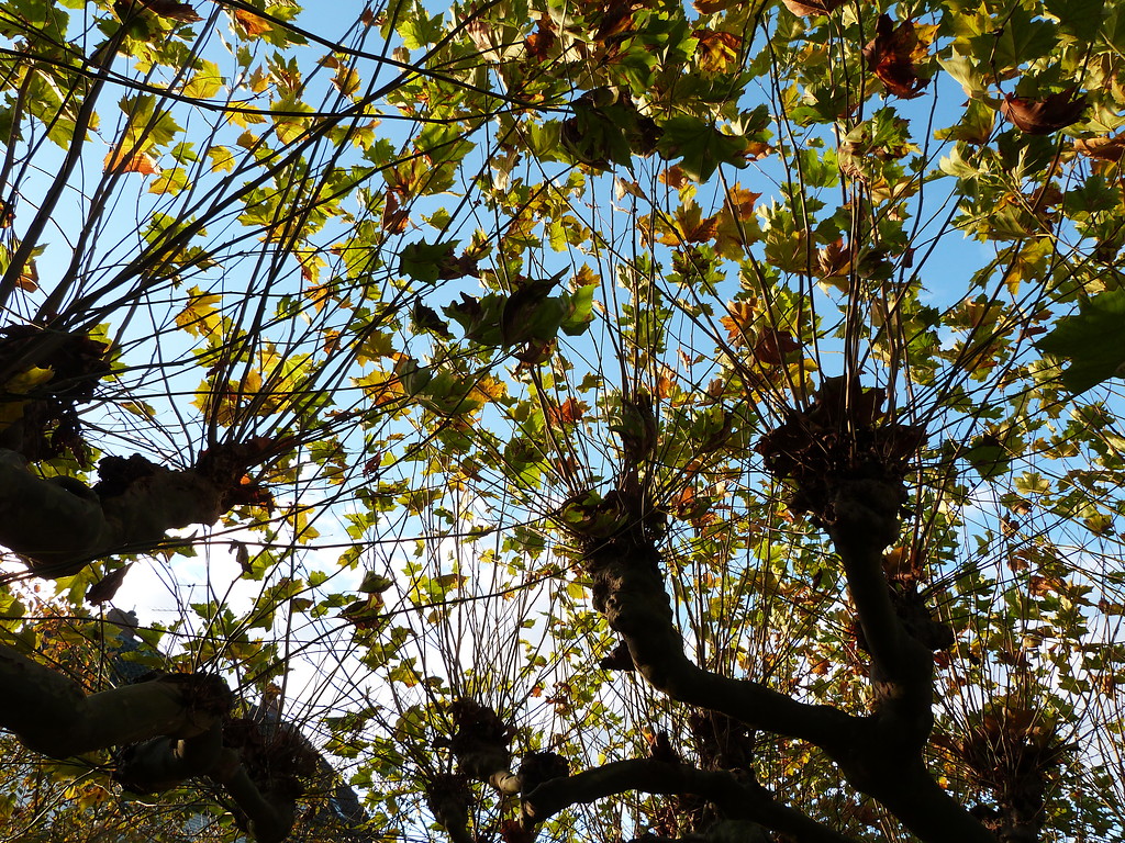 Platanenallee an der Weseler Straße in Büderich, Wesel (2014). Es sind im November nur noch wenige Blätter an den Bäumen.