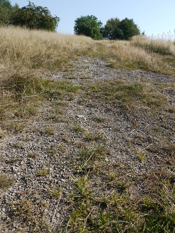 Steiniger Boden im Bereich der "Dornhecke" bei Wiehl (2016)