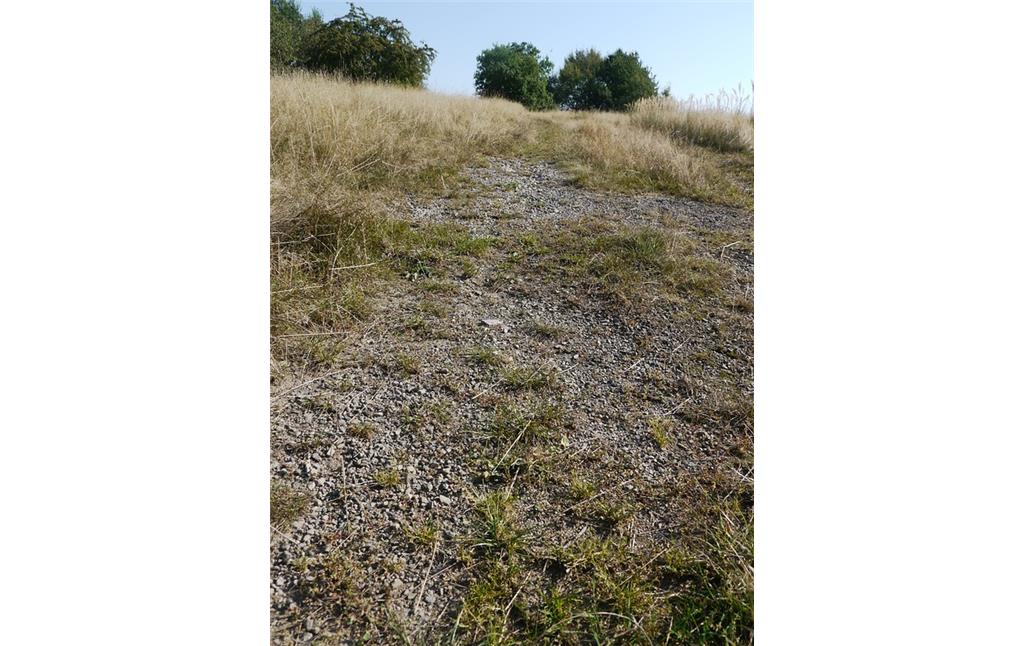 Steiniger Boden im Bereich der "Dornhecke" bei Wiehl (2016)