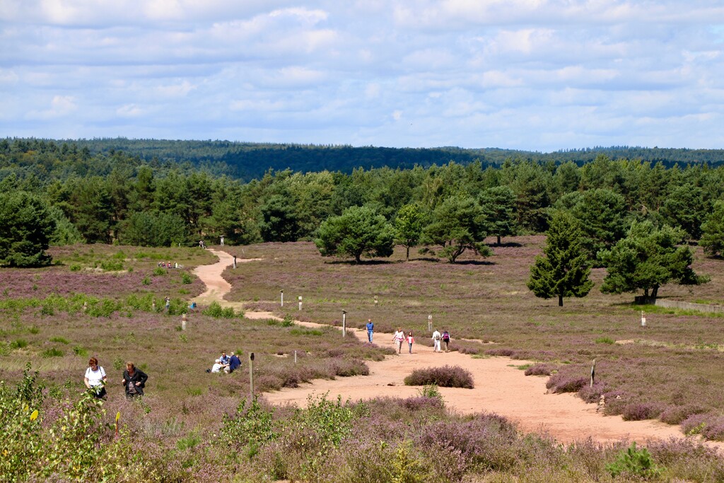 Naturschutzgebiet Mehlinger Heide