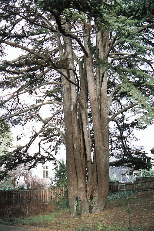 Die Libanonzeder (Naturdenkmal) in der Bernhard-Klein-Straße in Bad Honnef (Aufnahme vor 1991)