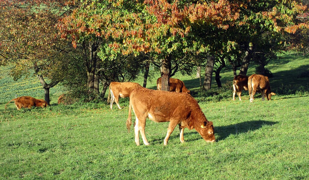 Weidende Kühe auf einer mit Bäumen bestandenen Wiese auf der Moselhöhe nahe der Röder-Kapelle oberhalb von Niederfell (2020).