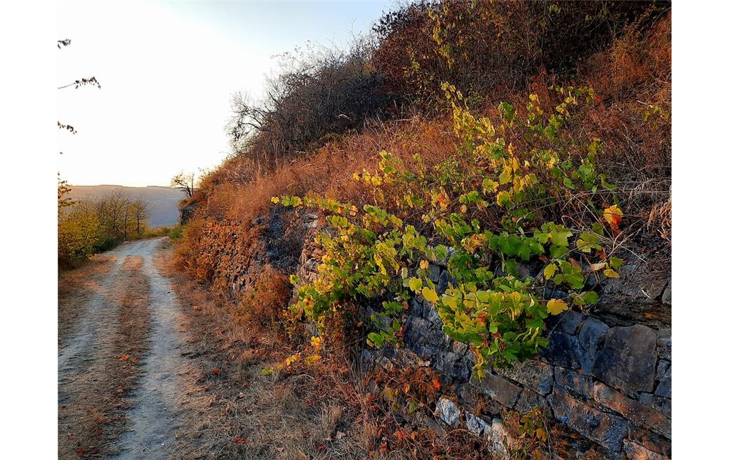 Verwilderte Weinreben wachsen an einer alten Weinbergsmauer eines brachgefallenen Weinbergs oberhalb von Lorch, fotografiert entlang des "In Vino Veritas-Wisper-Trail"-Wanderwegs (2020).