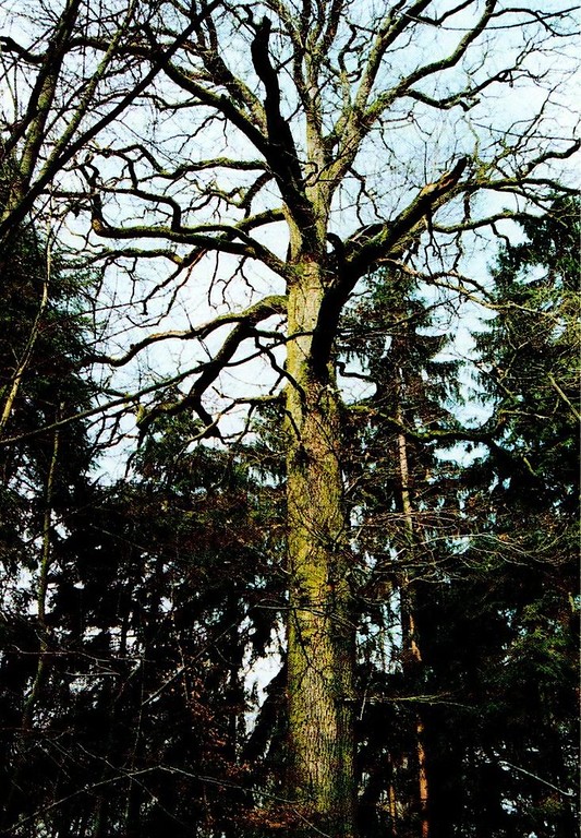 Die jüngere der beiden Stieleichen im Weingartsberg bei Hennef-Geistingen. Der südliche Baum ist mindestens 300 Jahre alt (Naturdenkmal 2.3-1, Aufnahme vor 1991)