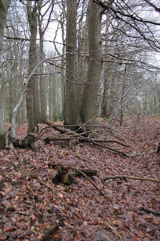 Grenzwall des Tannenbusches bei Goch (2013)