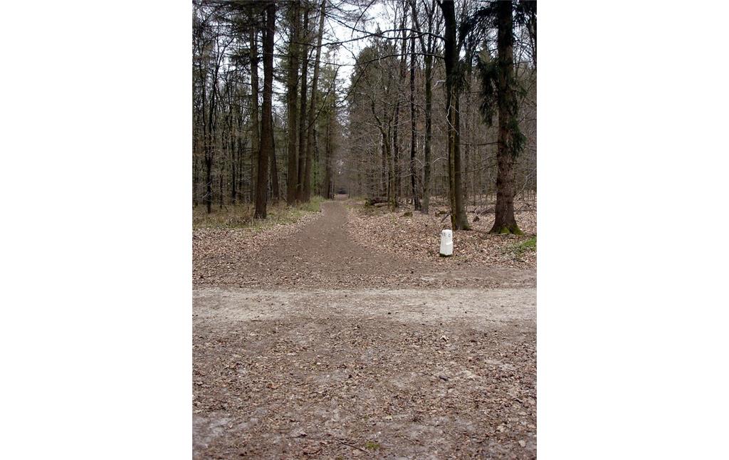 Grenzstein am sogenannten "D-Gestell" (Rendevous) im Klever Reichswald (2012). Hier kreuzen sich die Jagenwege (Gestelle), die den Reichswald in Abteilungen aufgliedern.