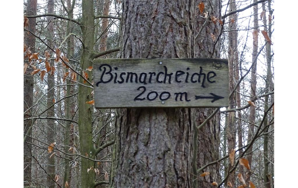 Bismarckeiche im Bienwald