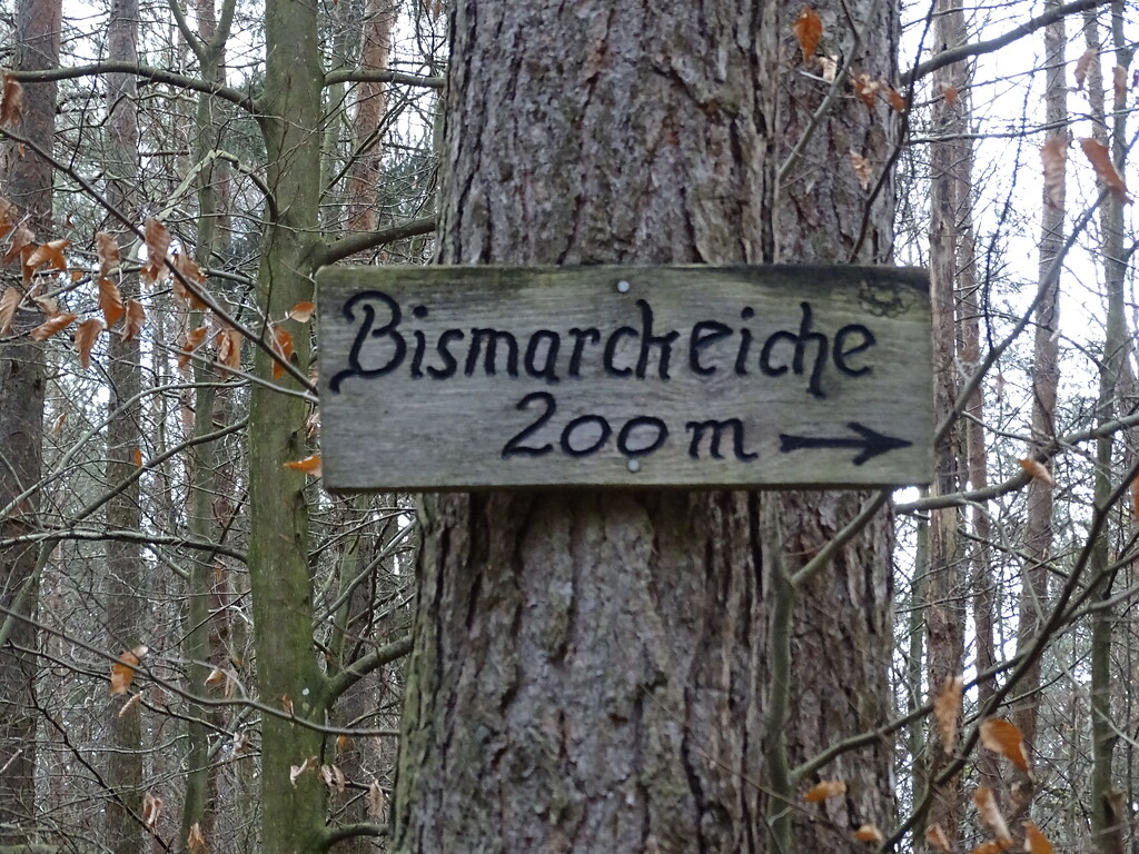 Bismarckeiche im Bienwald