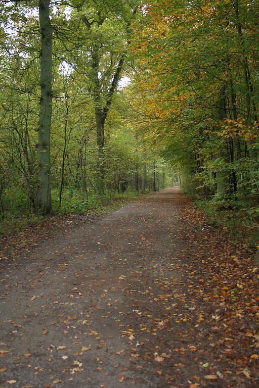 Der Wohnungwald zwischen Voerde-Möllen und Dinslaken (2014).