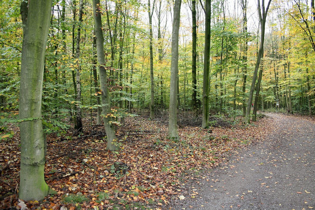 Wanderweg durch den Wohnungwald in Voerde (2014).