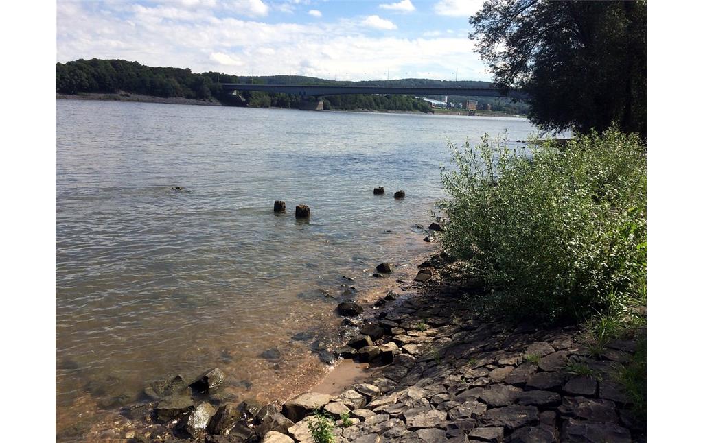 Holzpfähle am linksrheinischen Ufer des Rheins. Es sind vermutlich die Überreste der Trajektanlegestelle (2017)