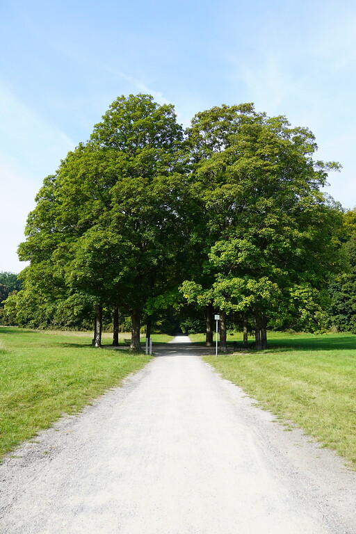 Baumgruppe in der Stadtwalderweiterung in Köln-Lindenthal. Hier laufen mehrere Wege zusammen (2021)
