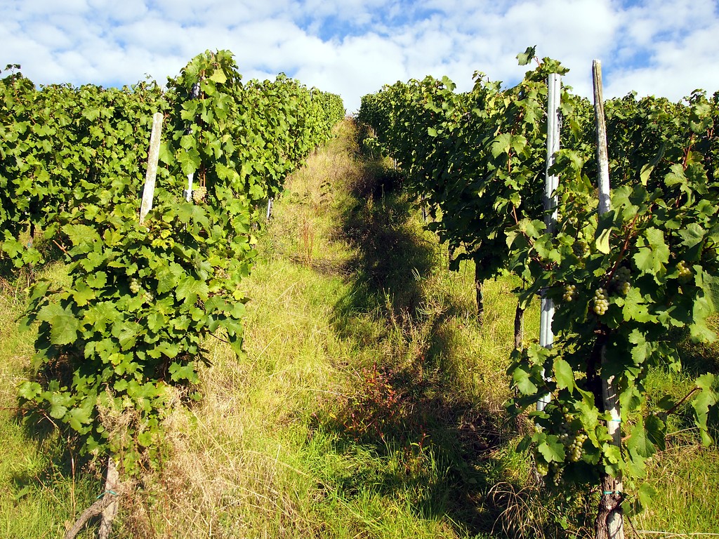 Blick auf die Rebzeilen eines Weinbergs in der Weinlage "Zeller Schwarze Katz" in Zell an der Mosel (2015)