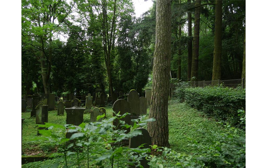 Westansicht des jüdischen Friedhofs am Schafsberg in Limburg (2017)