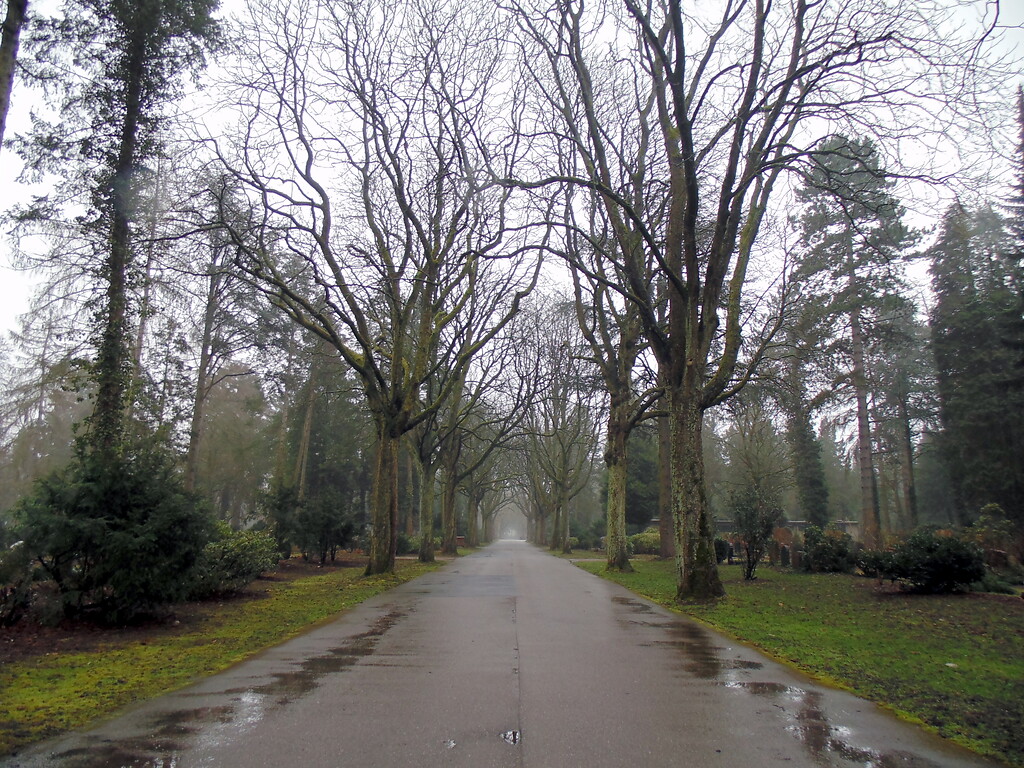 Eine Allee auf dem Westfriedhof in Köln-Vogelsang, Blick in Richtung des Hauptweges nach Osten (2021).