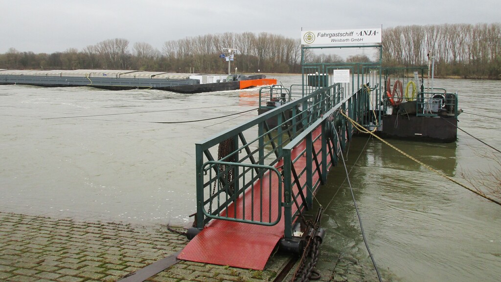 Anleger der Personenschifffahrt ("Fahrgastschiff Anja") am Widdiger Rheinufer mit der Ersatzübergangsstelle über den Rhein, der so genannten "NATO-Rampe" zwischen Bornheim-Widdig und Niederkassel-Rheidt (2024).