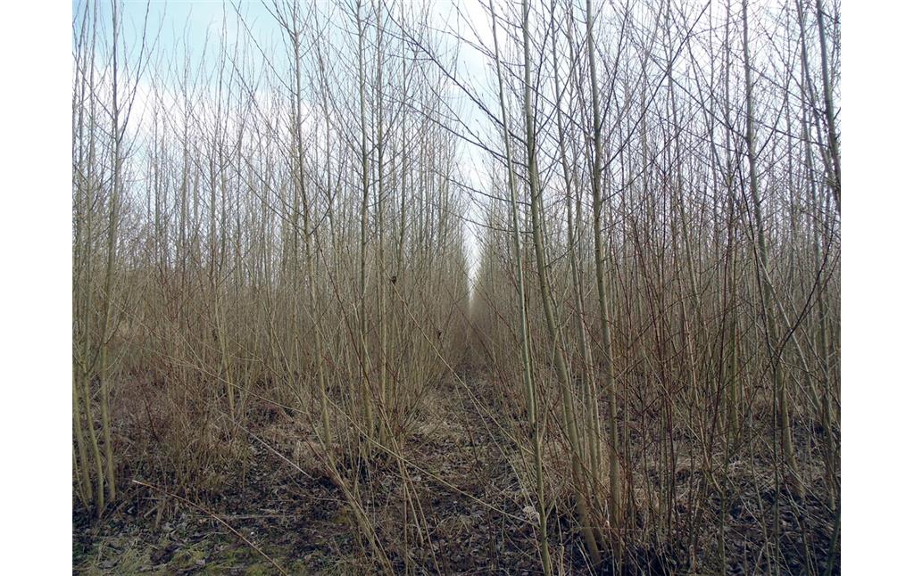 Blick auf parallel gepflanzte Baumreihen im Waldlabor im Stadtwald in Köln-Junkersdorf (2021).