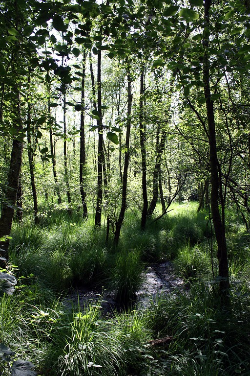 Bruchwald südlich des Sandberges in der Hildener Heide (2010)