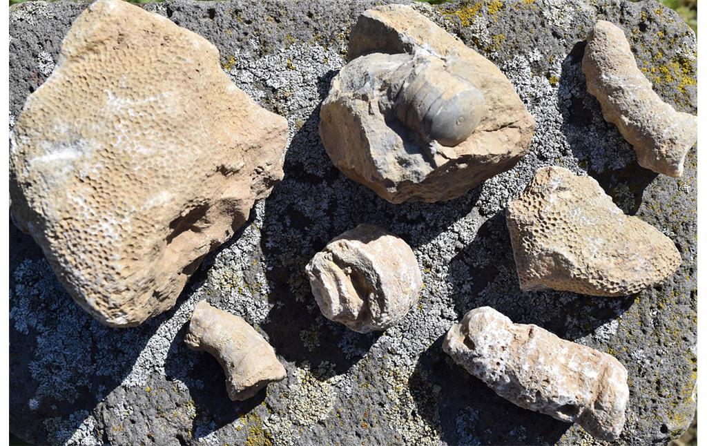 Fossilien aus dem Steinbruch am historischen Kalkofen in Lindweiler (2017)