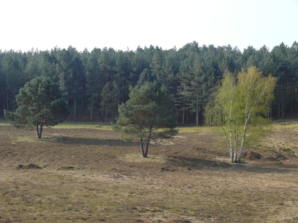 Offenlandflächen in der Teverener Heide (2010)