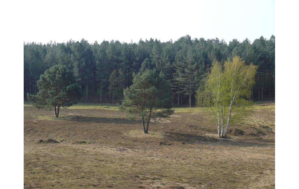 Offenlandflächen in der Teverener Heide (2010)