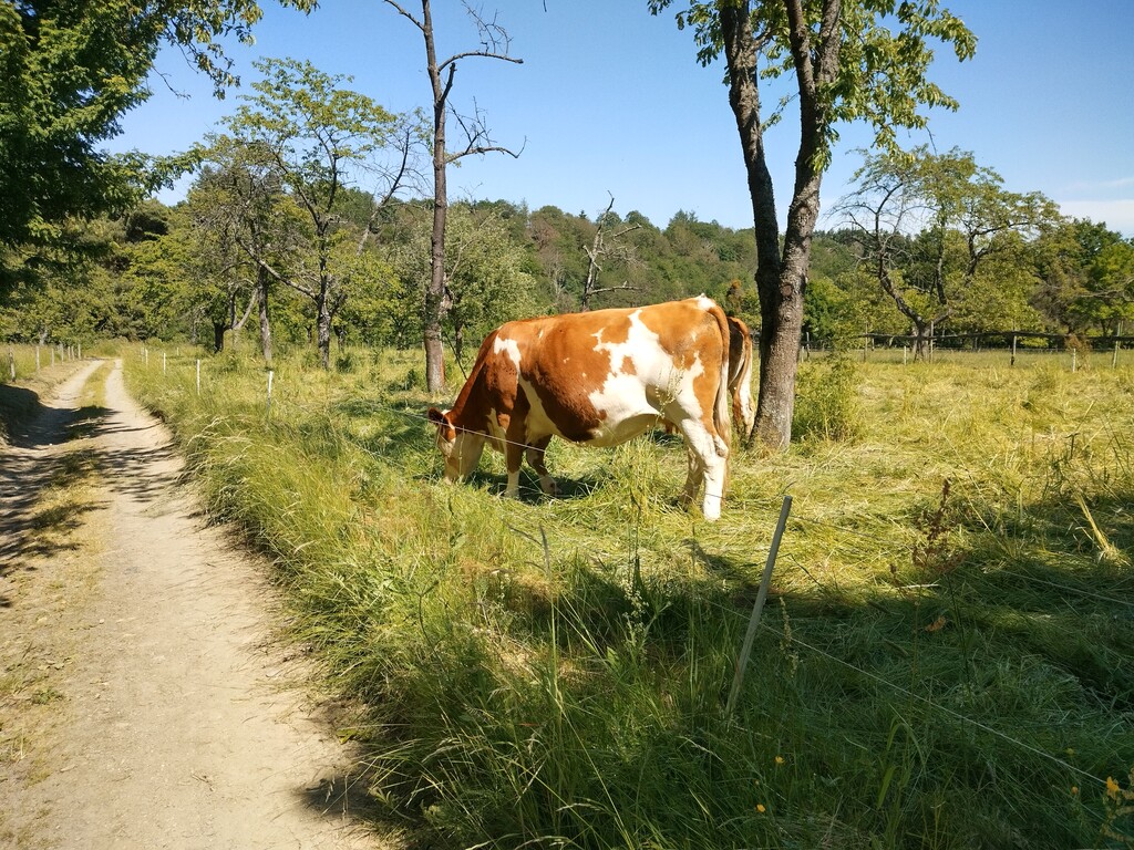 Kühe im Naturschutzgebiet Hintere Dick bei Boppard